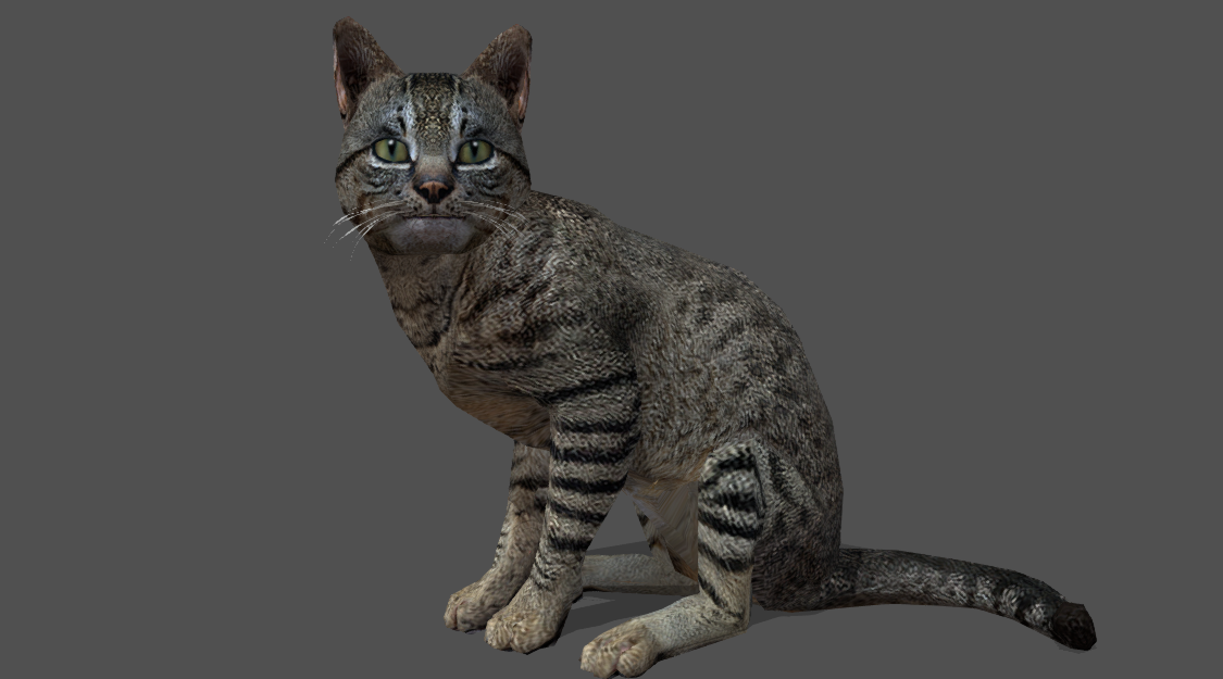 Cat