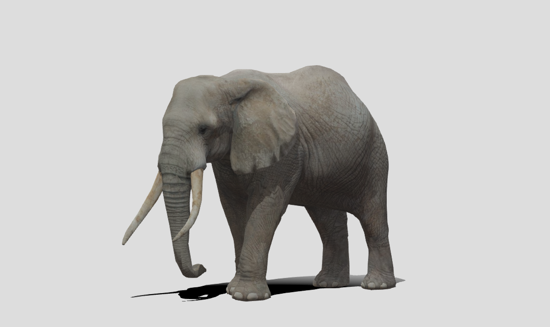 Elephant