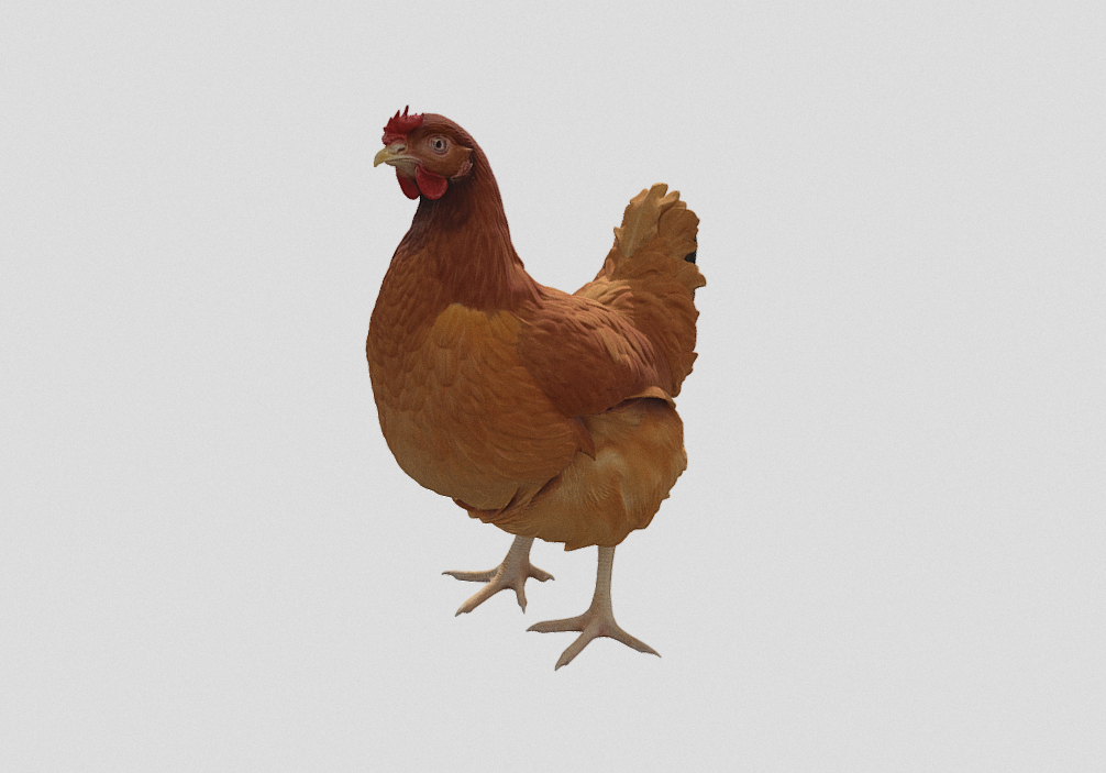 Hen